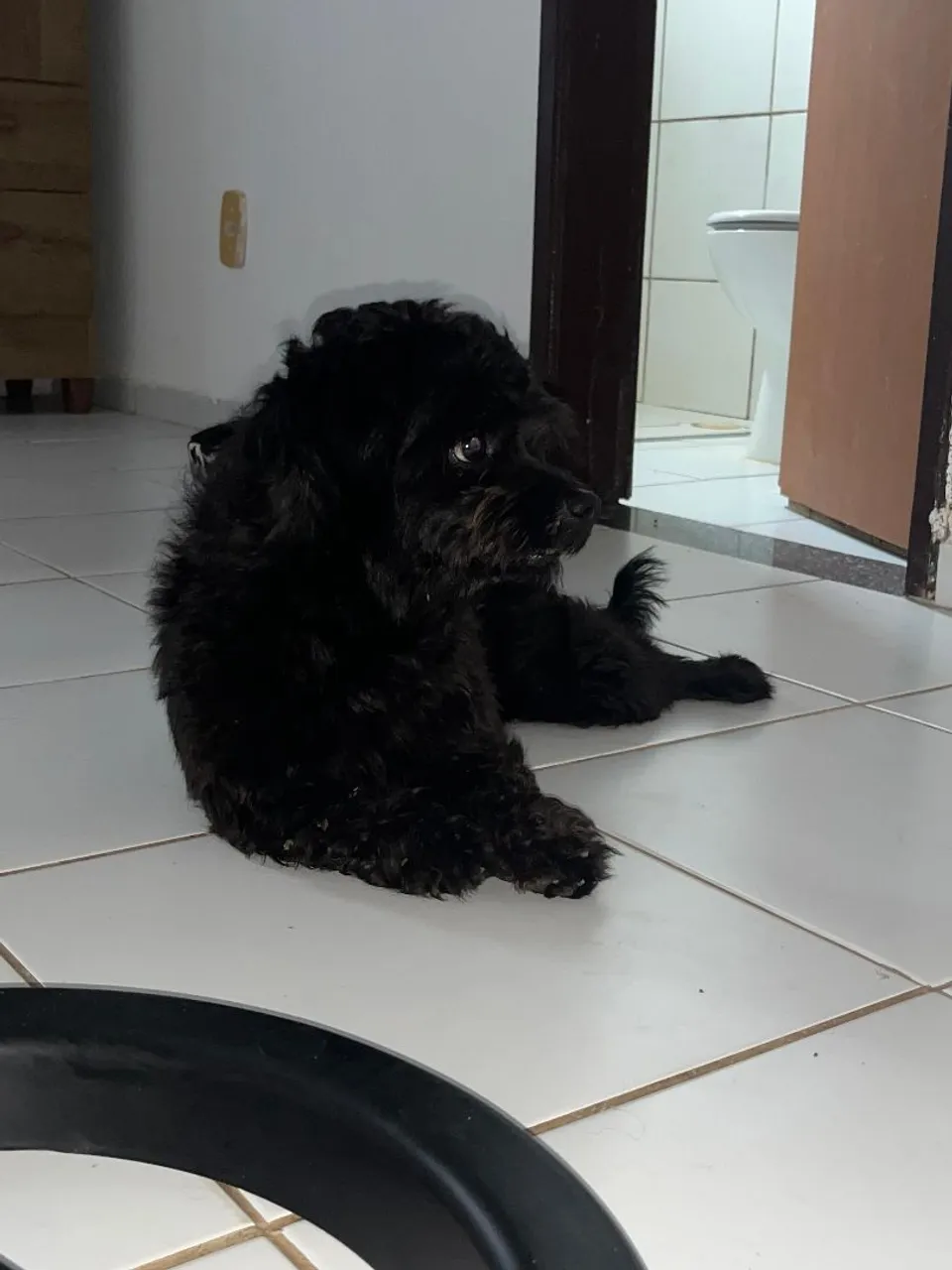 Filhote de Poodle Miniatura para Adoção