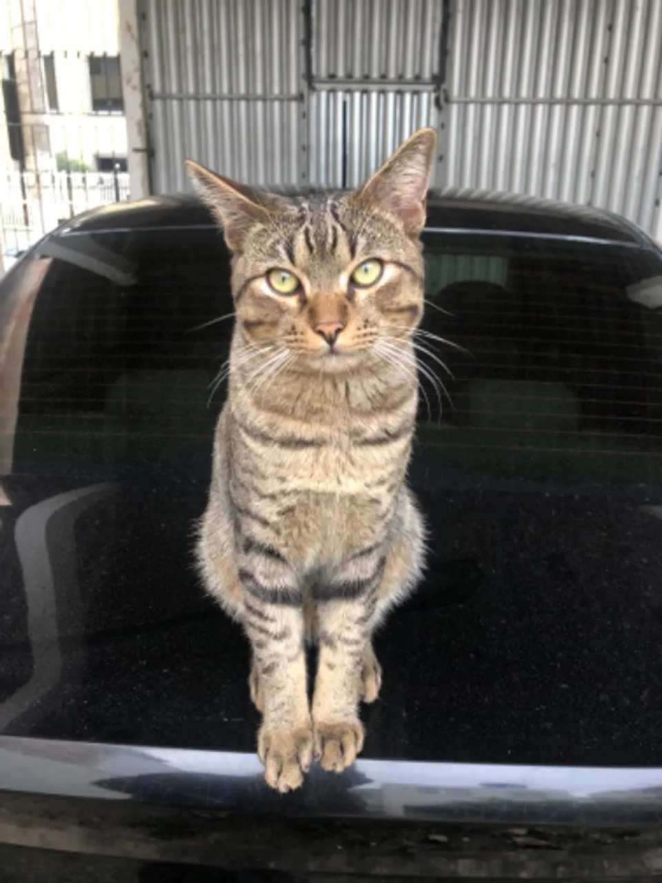 Gatinho lindo