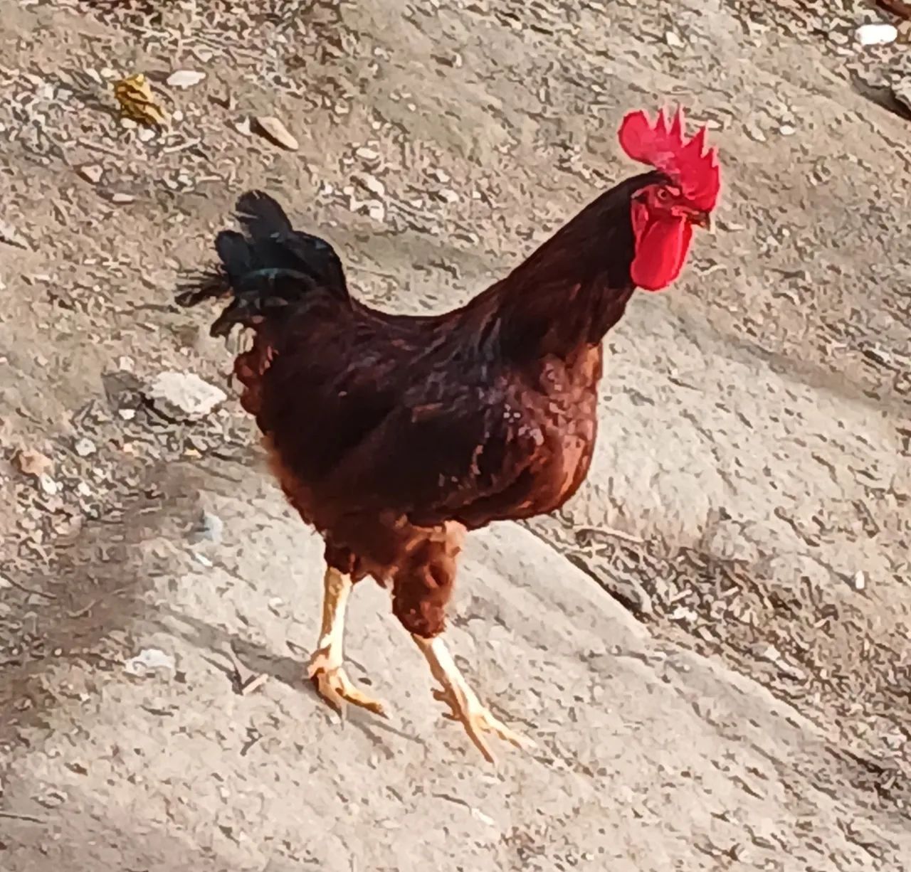 Galo rhodia island red  - Foto 3