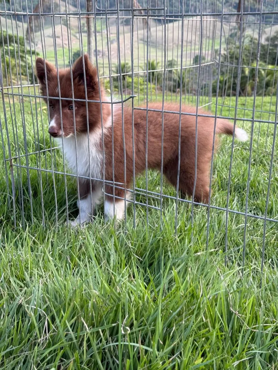 Filhote de Border Collie 