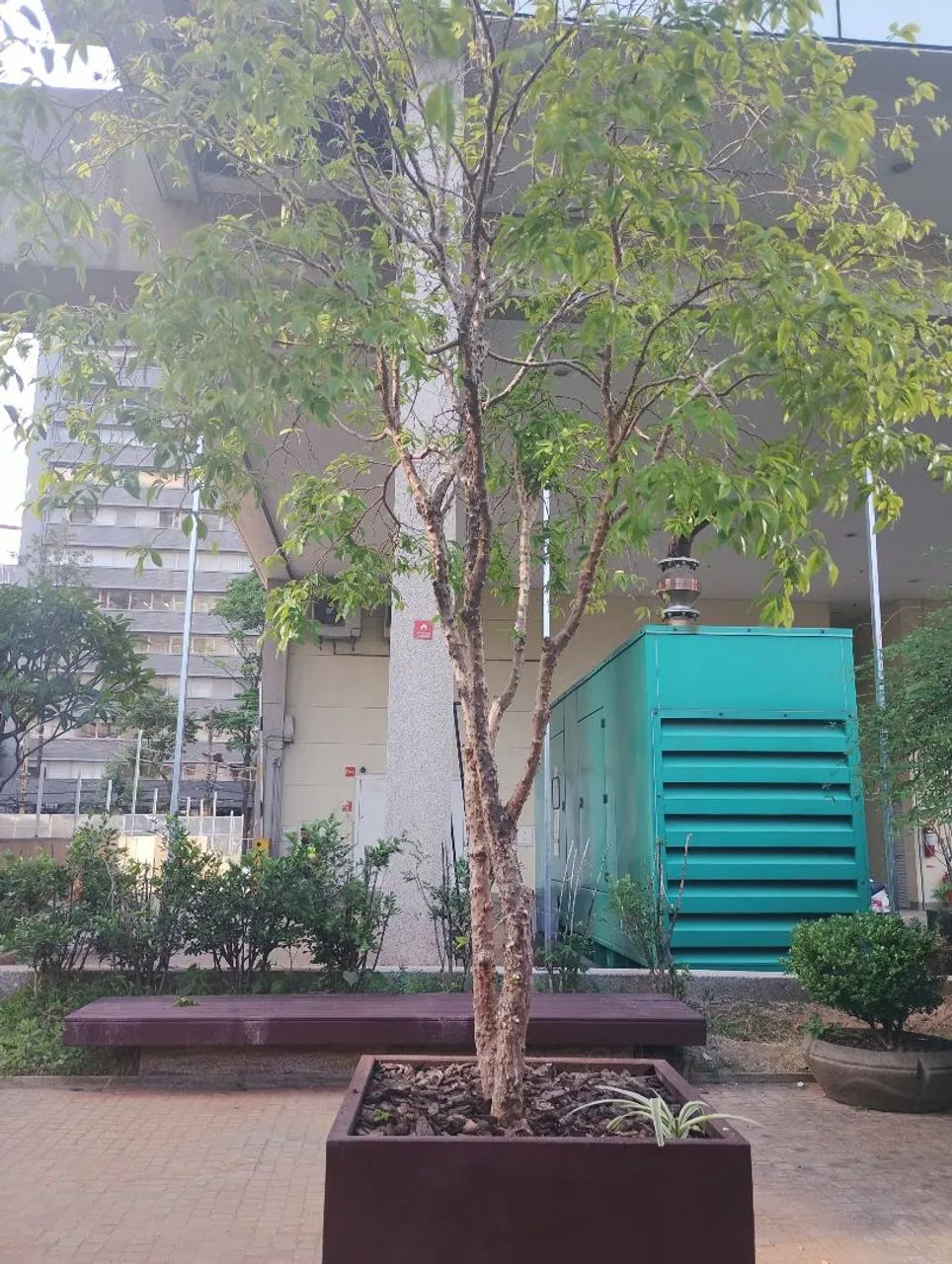 Vendo vasos com árvore jabuticaba