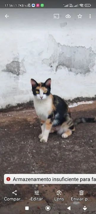 Gata Calico Adorável para Adoção