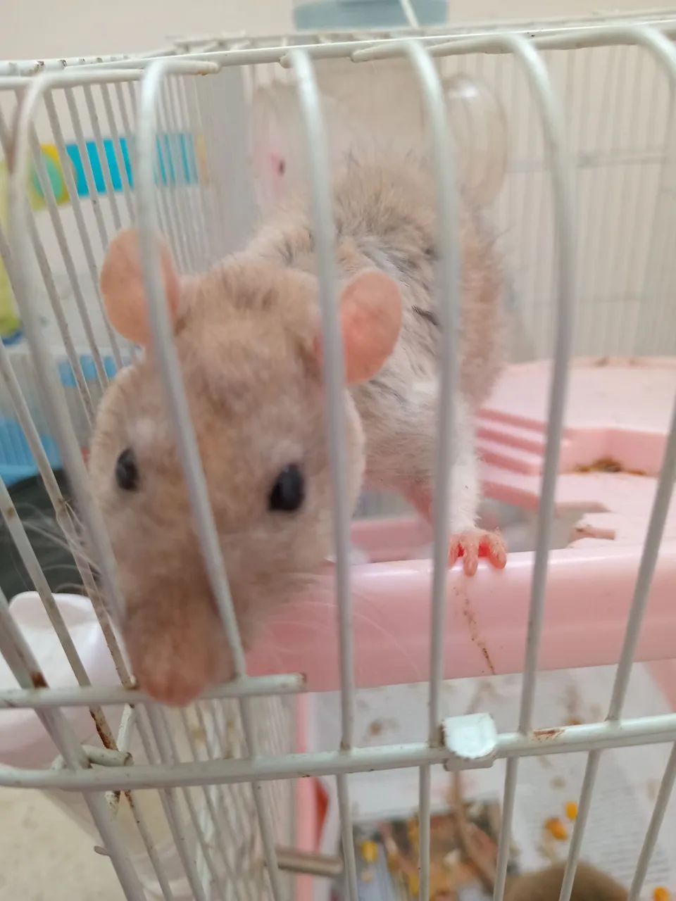 Beautiful cage and twister