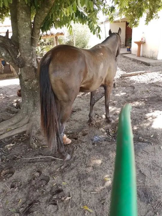 Égua parida - Foto 3