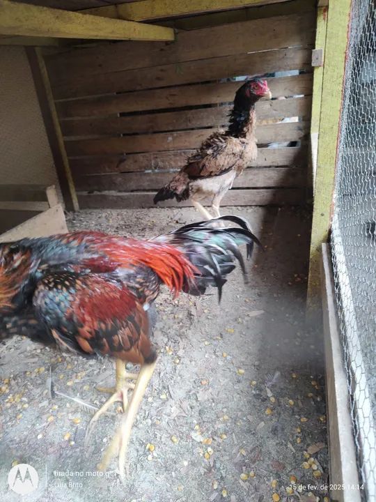 Galinhas de raça  - Foto 5