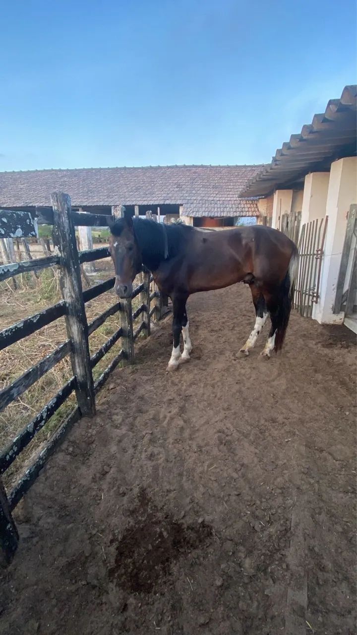 Mangalarga Marchador com Documento Cavalo de Marcha
