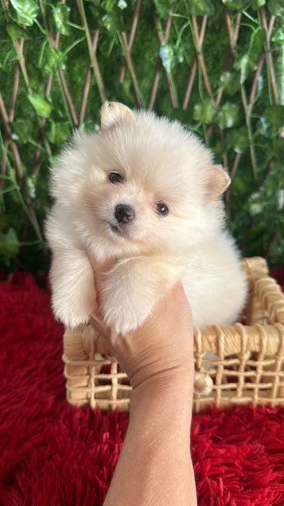 Spitz Alemão  - Foto 4