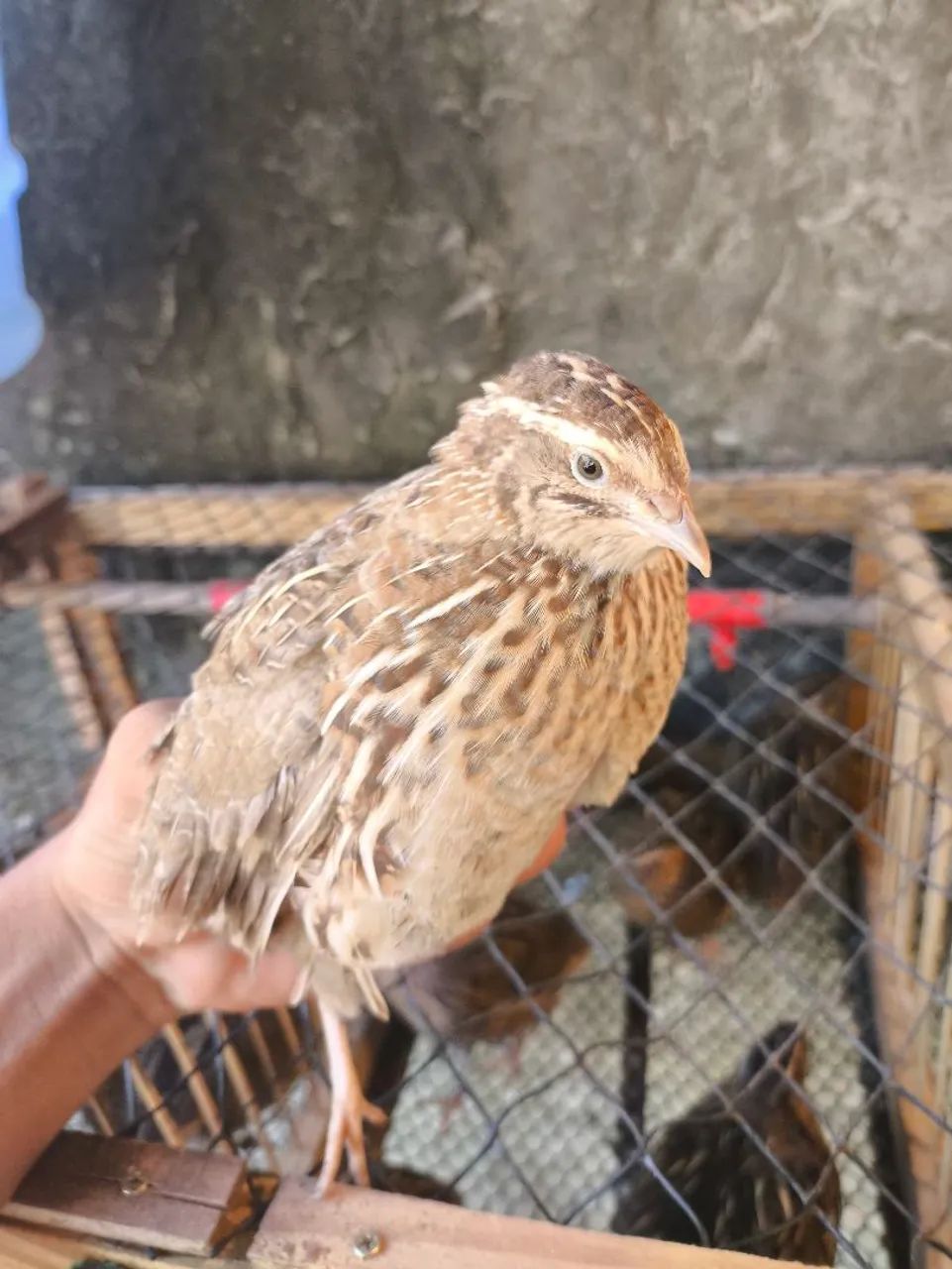 Ovos de codorna gigante férteis  - Foto 3