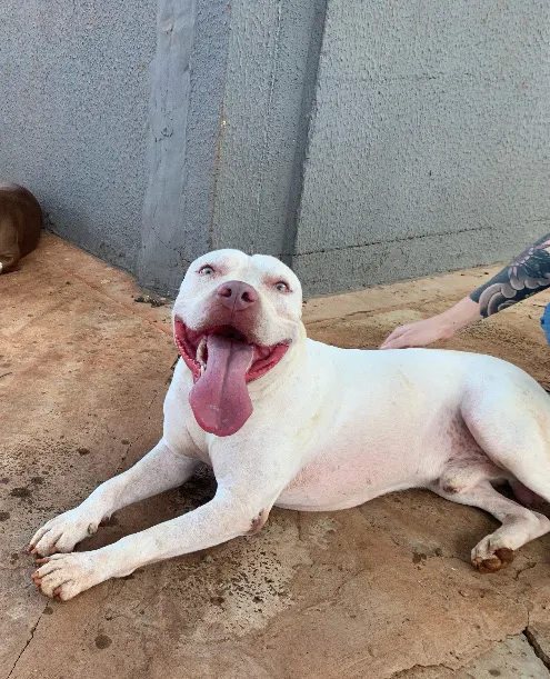 Pitbull branco macho para cruzar - 2 anos - Campo Grande MS