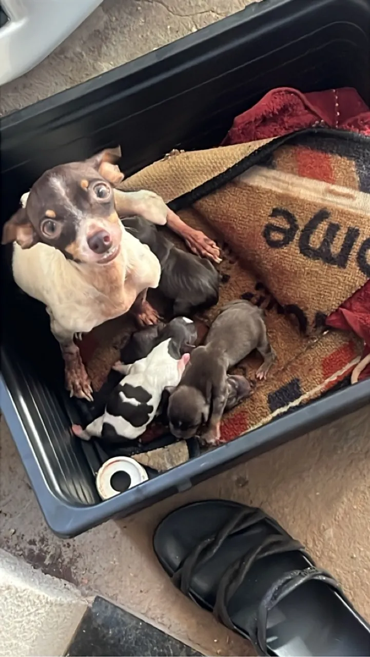 Pinscher miniatura 1