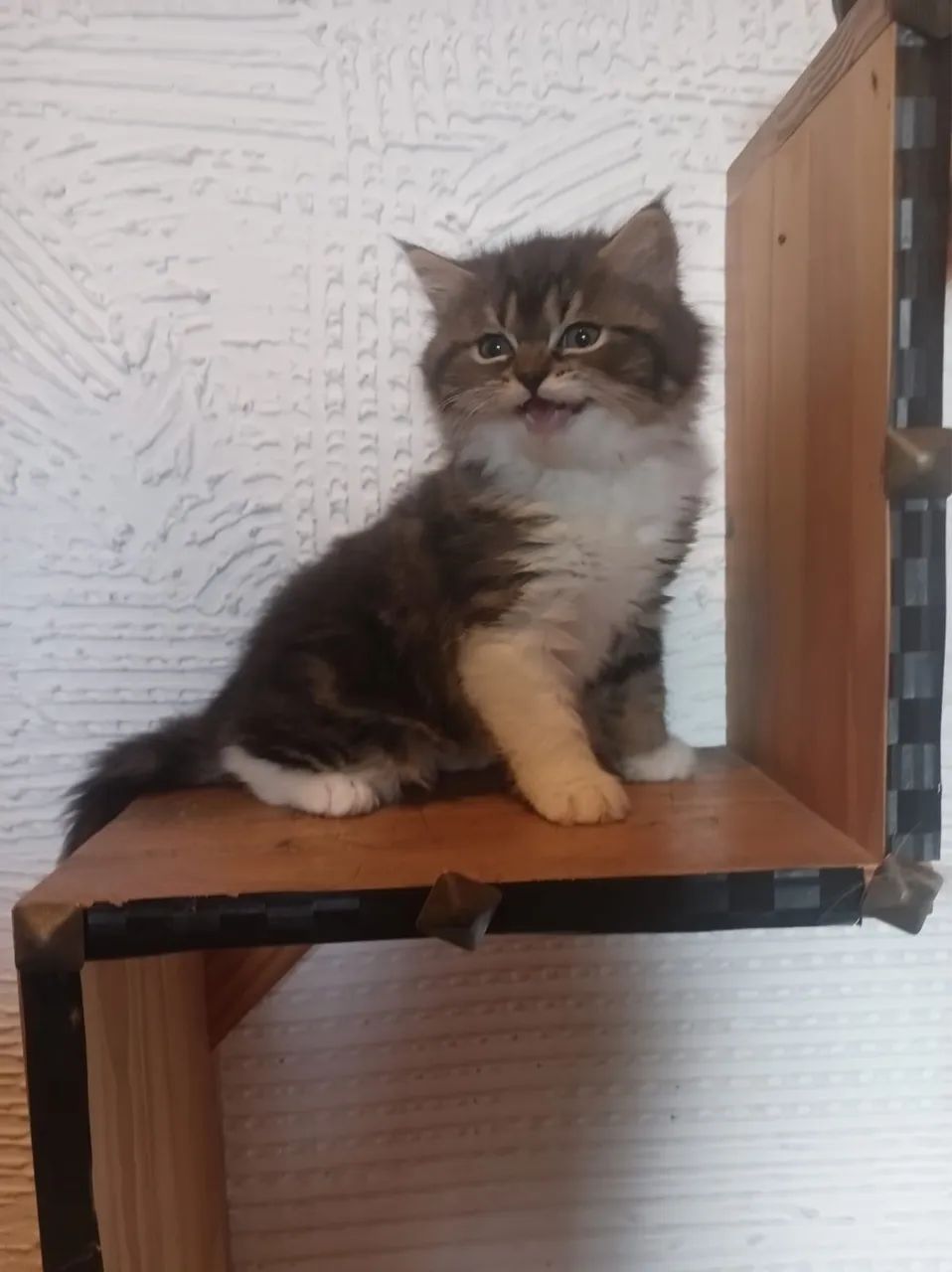 Gato persa 64672973813378121