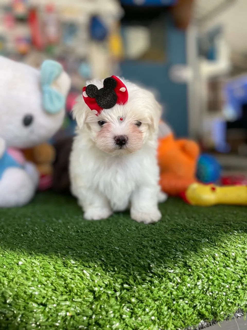 Filhote de Maltês Fofo femea $3.600,00 - Foto 4