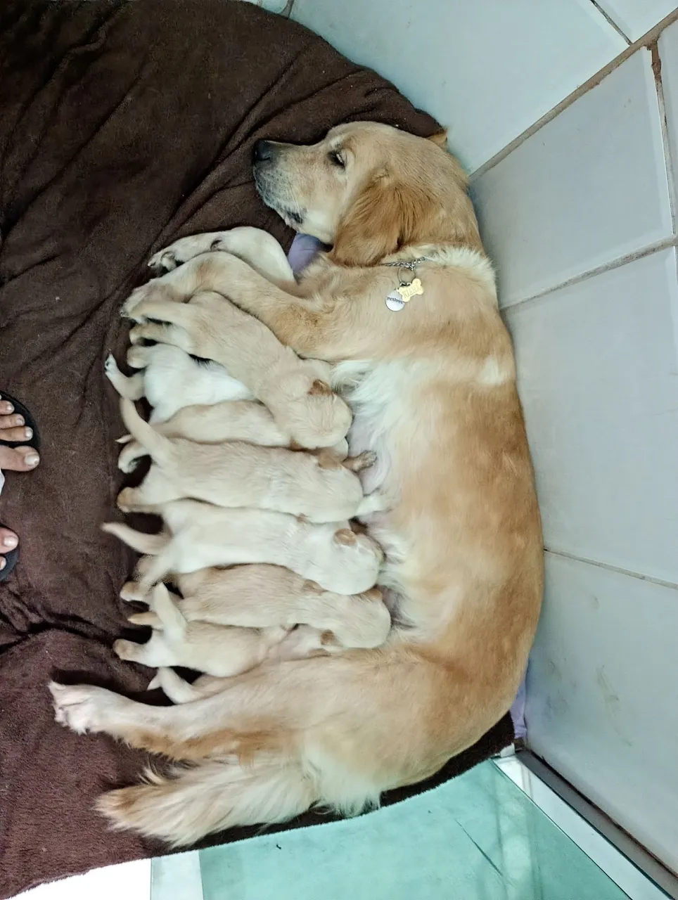 Machinho de Golden Retriever disponível tenho 1 fêmea também
