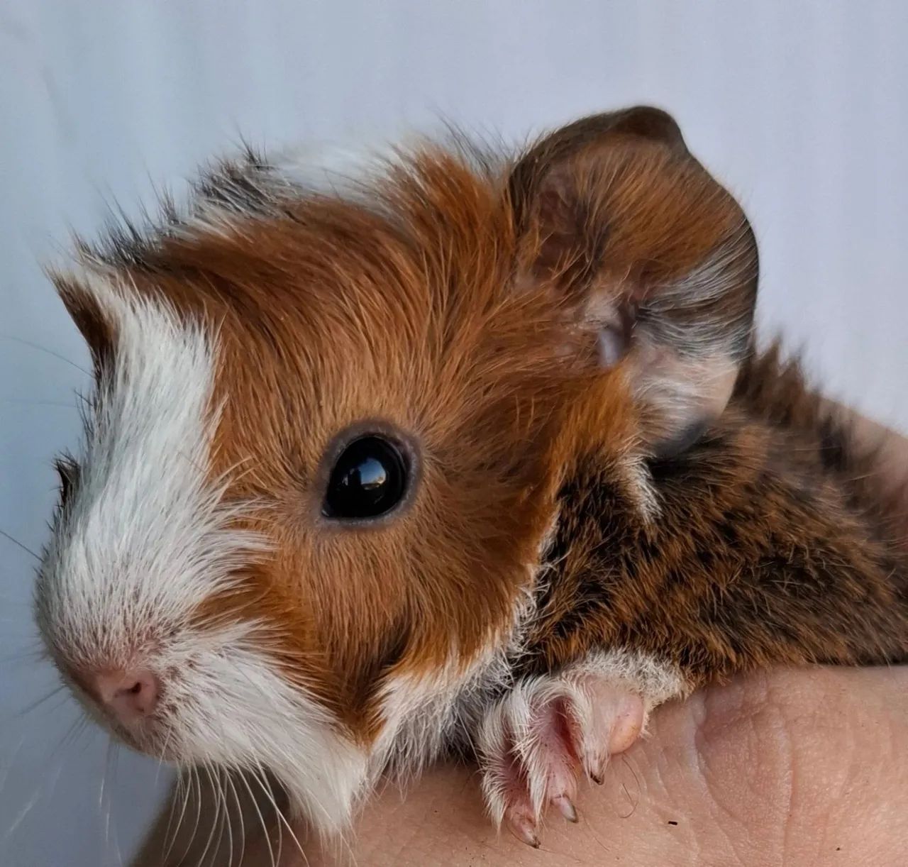 Filhotes de porquinho da india  - Foto 3