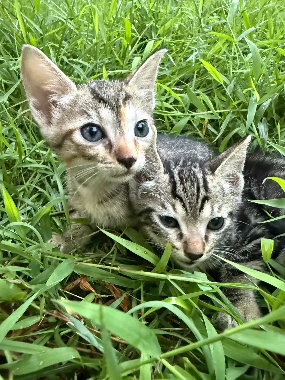 AJUDA 1 macho e 2 fêmeas para adoção responsável - Foto 2