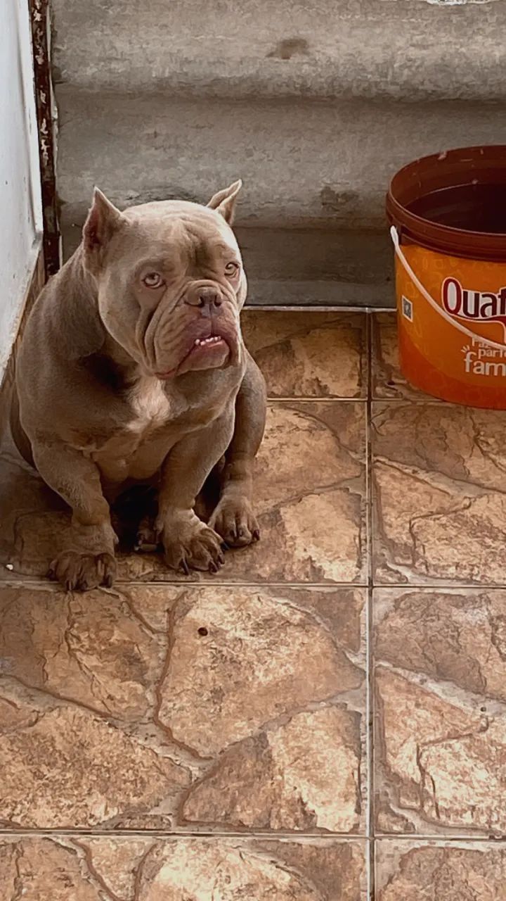 ExoticBully Fêmea