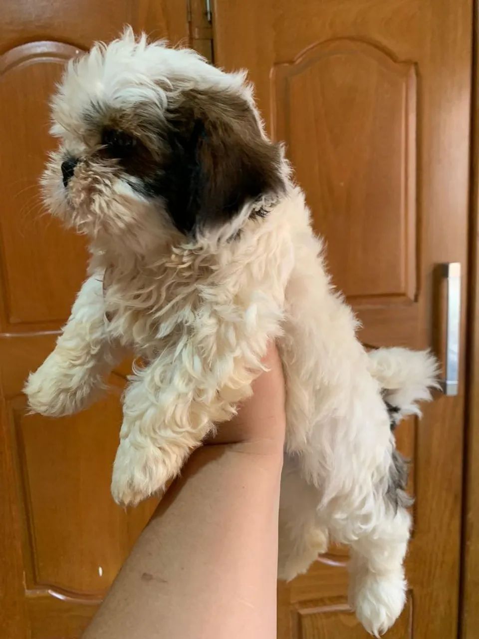 Filhote de Shih Tzu  - Foto 5