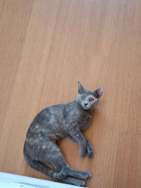 Gatinha cinza linda e dócil para adoção - Foto 3