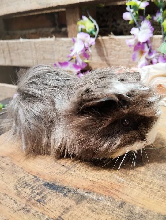 Linda fêmea de porquinho da índia fêmea  - Foto 5