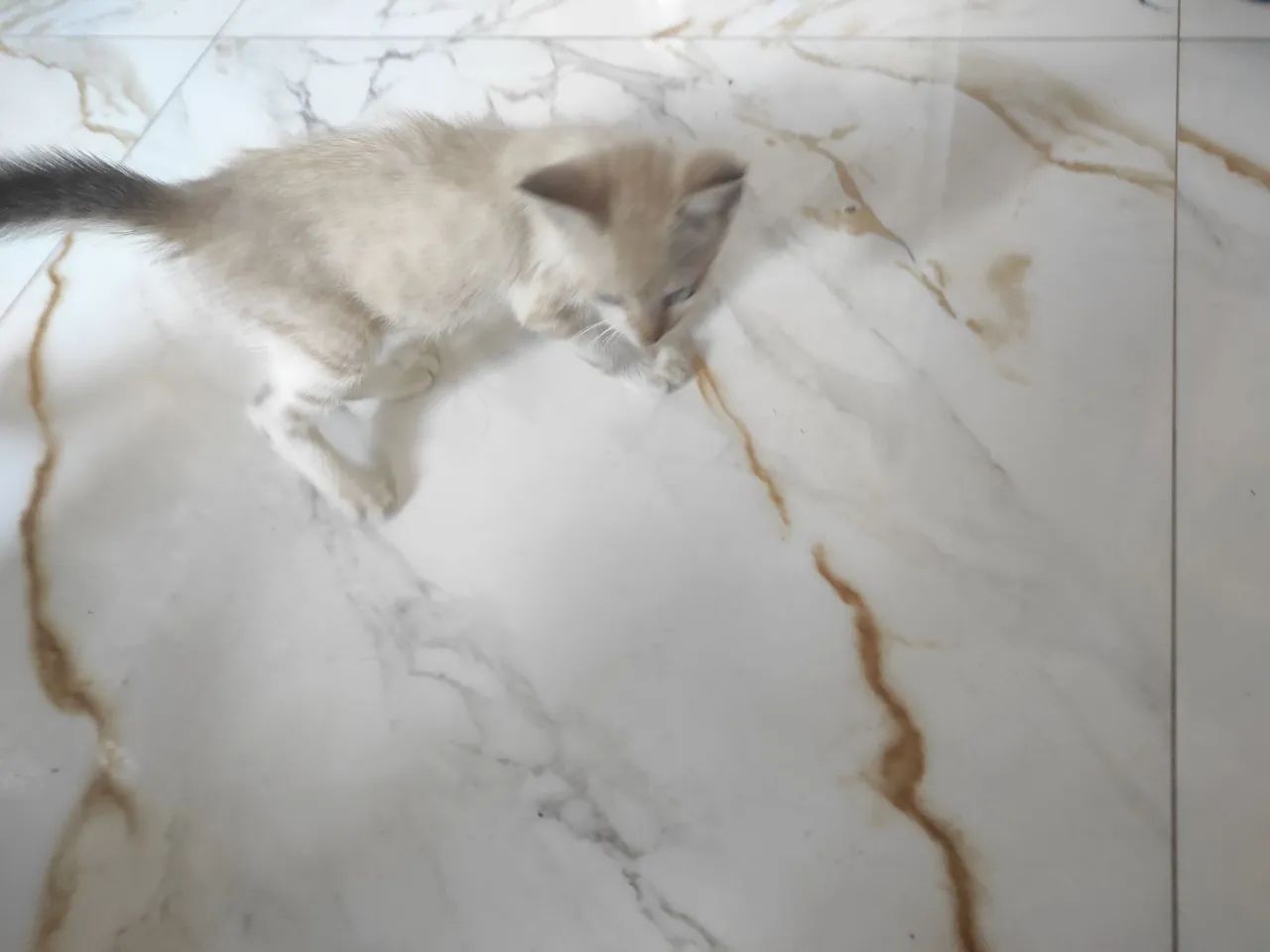 Pra doação  - Foto 2