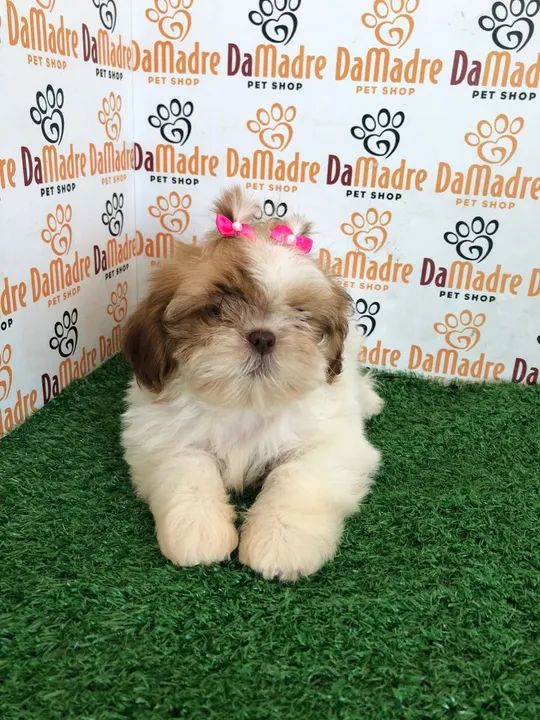 Shih Tzu Filhotes Carinhoso 