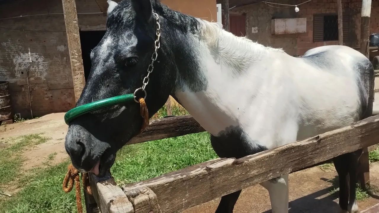 Cavalo potro garanhão 