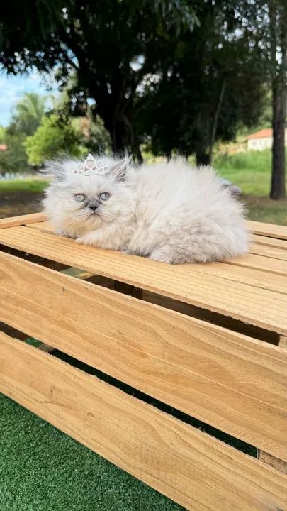 Gatinho Persa com coroa - Fofo e charmoso!Chama no WhatsApp 