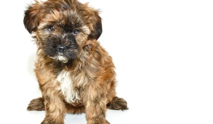 Poodle com york caminha brinde chama no zap (85)99990.2592