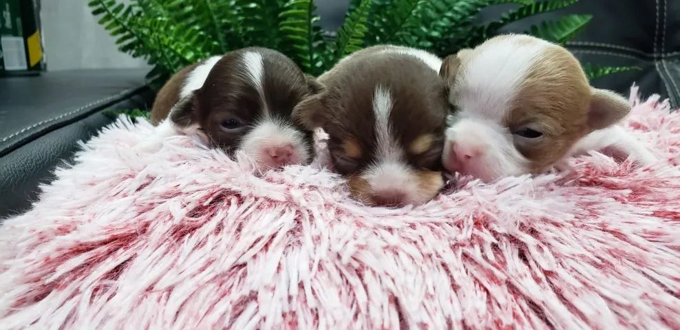 Chihuahua Macho Dourado Perfeito em Miniatura!