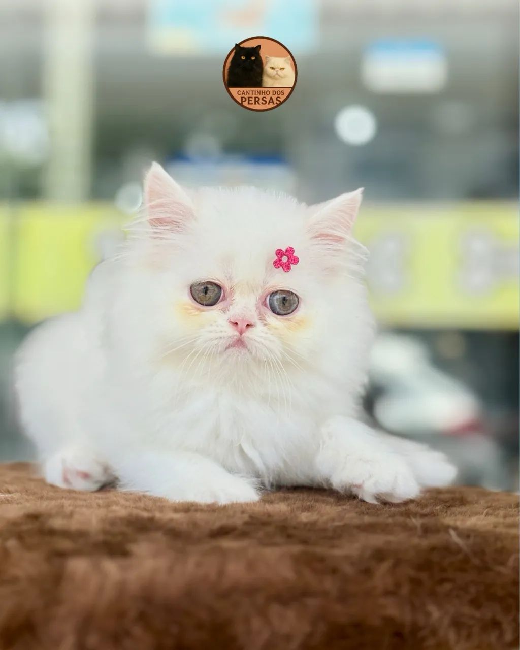 FILHOTES DE PERSA  - Foto 4