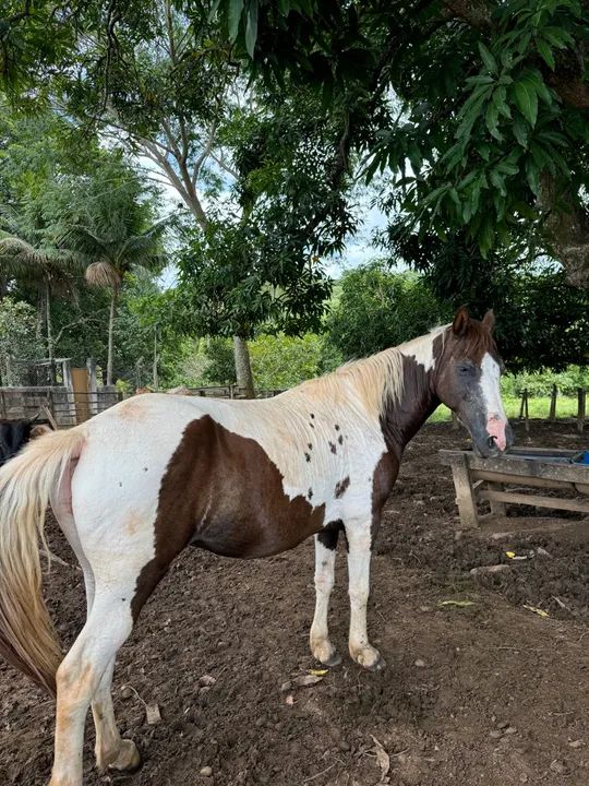 Égua boa no preço !  - Foto 2