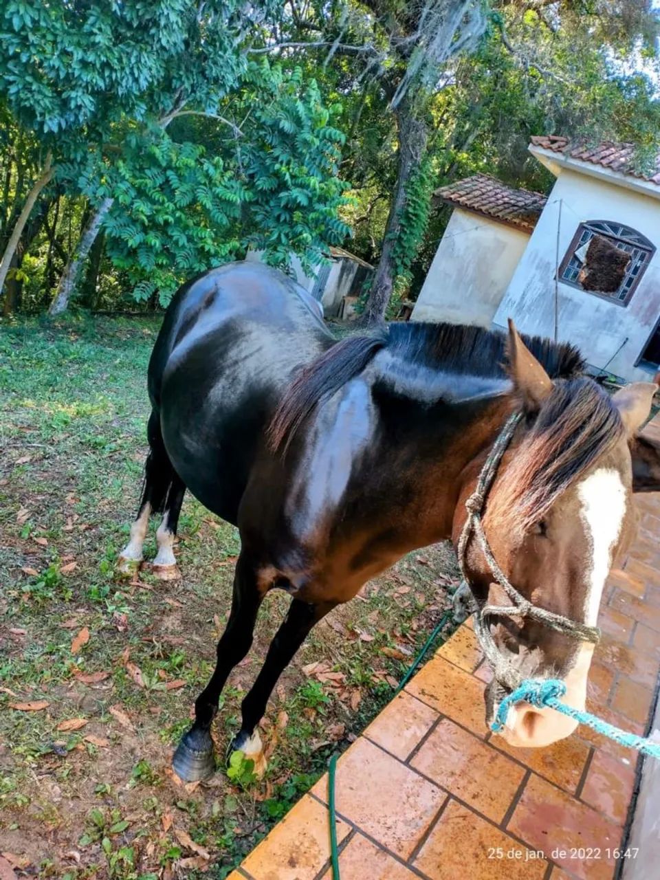 Égua e Potro - Foto 4