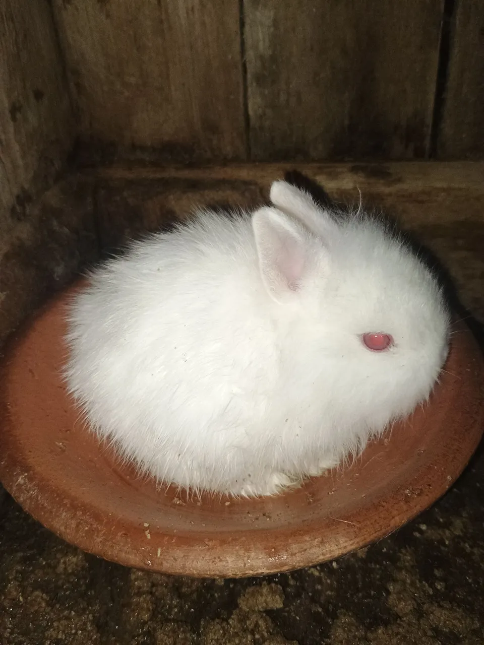 Coelhinho Branco Filhote de anão nerteland 