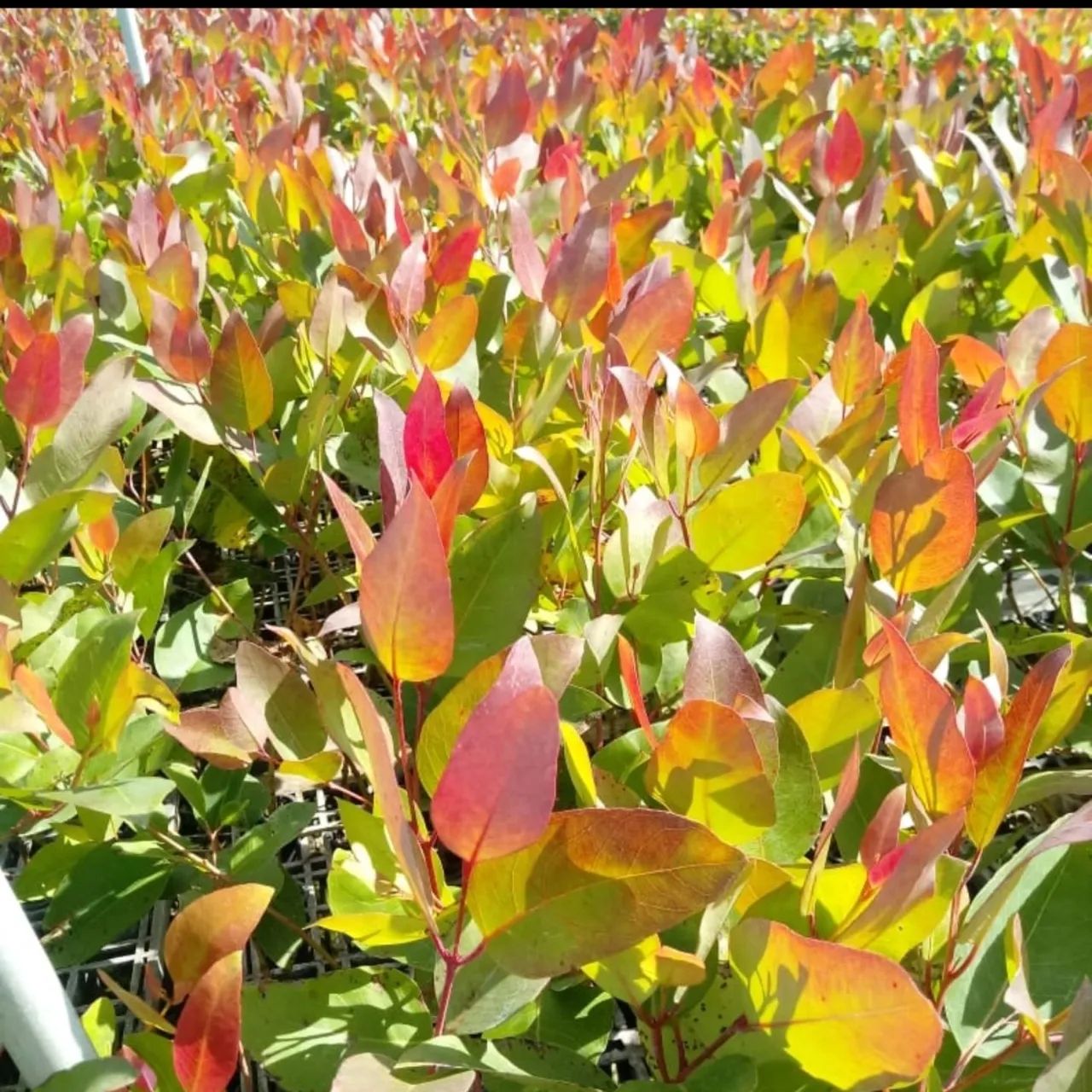 Mudas de Eucalipto Cloeziana e Espécies Nativas