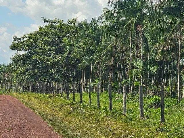 160 hectares de açaí em produçãohá 60 km de Belém do Pará  - Foto 2