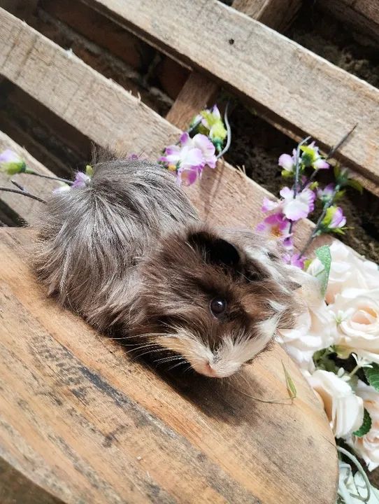 Linda fêmea de porquinho da índia fêmea  - Foto 4