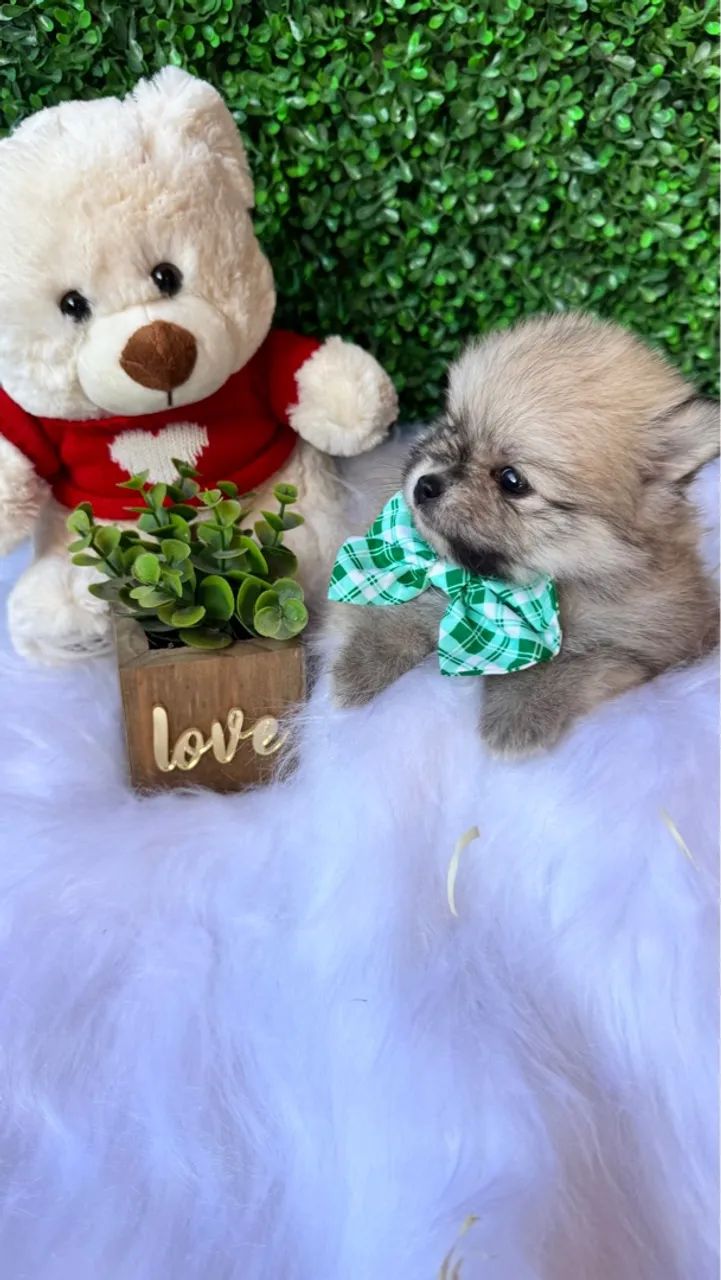 Lulu da pomerania macho - Foto 3