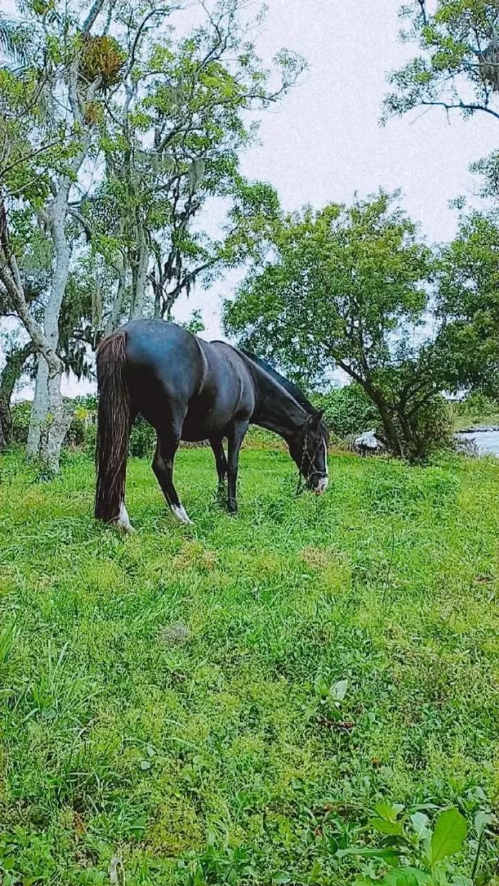 Égua e Potro - Foto 6