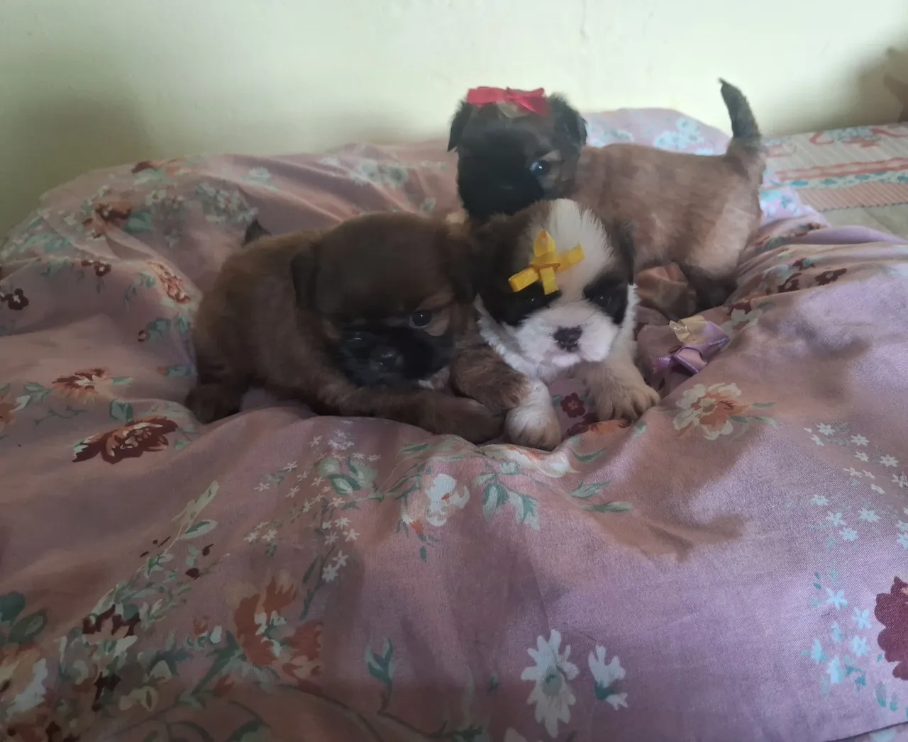 Filhotes Shih Tzu para venda