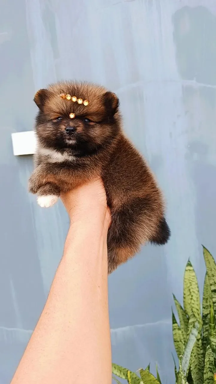 Spitz alemão fêmea e macho