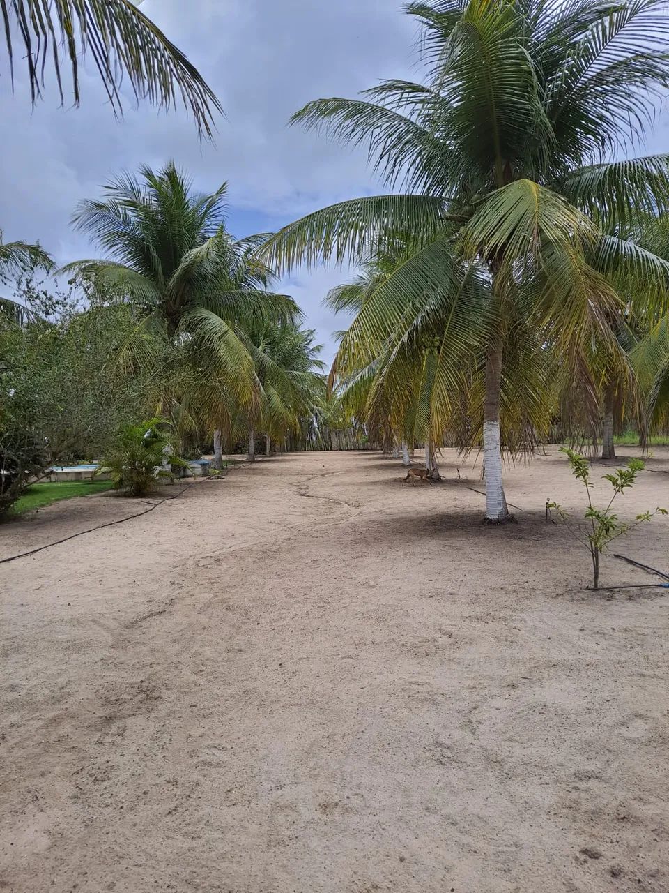 Ótima Granja com 16 hectares na região de Vera cruz - Foto 3