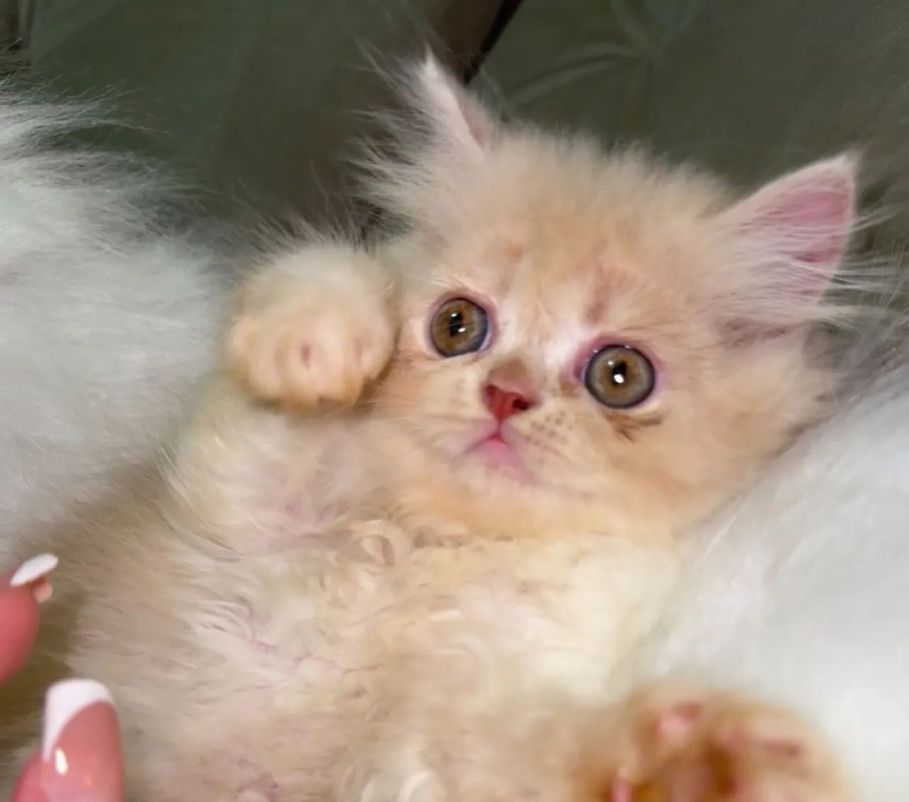 Filhote Fêmea Persa Pelo Longo - Foto 5