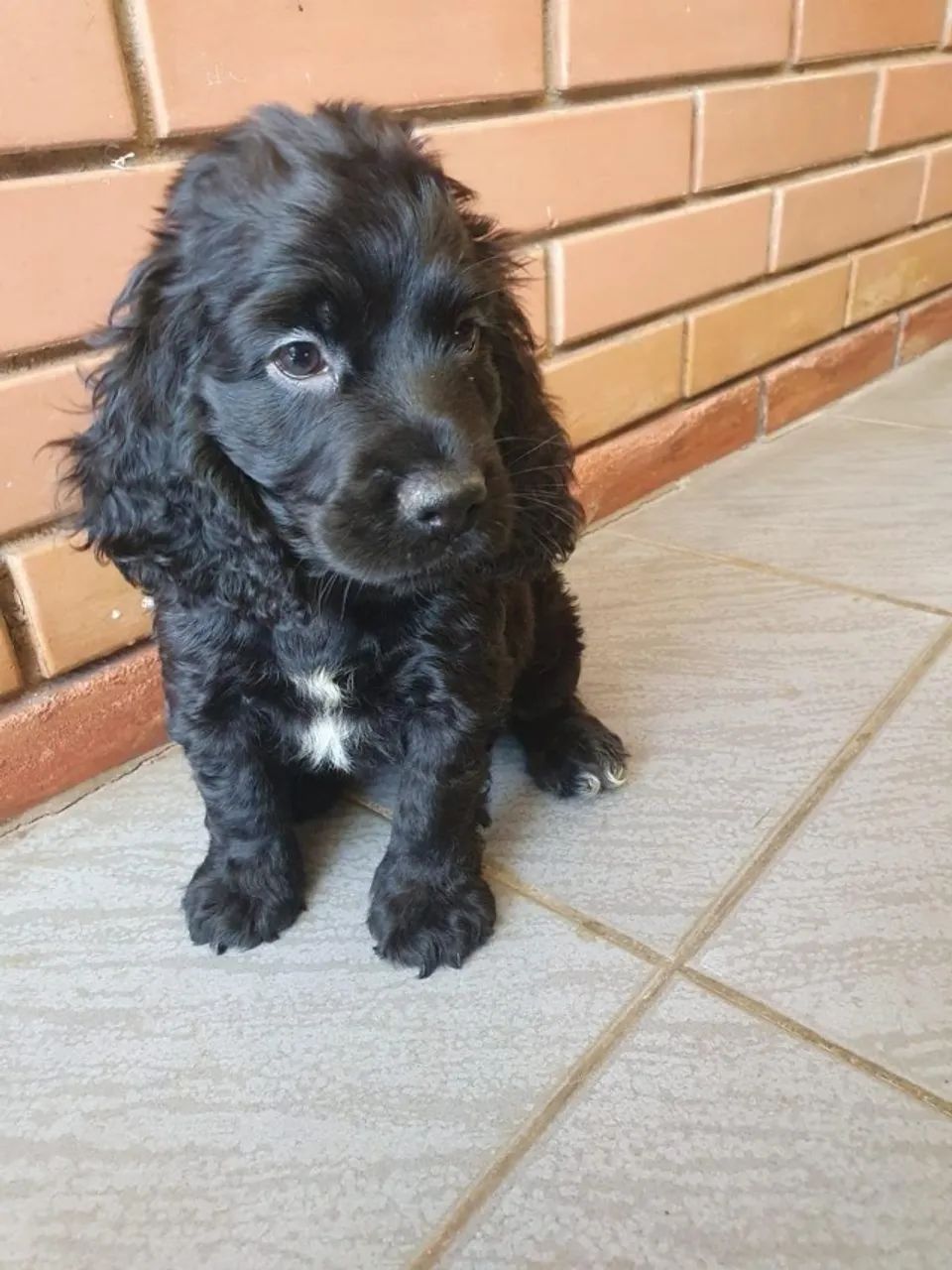 Cocker Spaniel ingles padrão CBKC