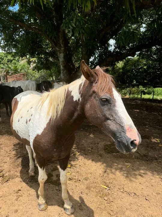 Égua boa no preço !  - Foto 4