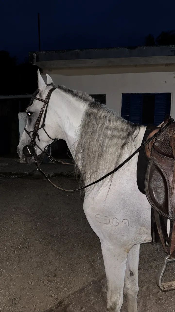 Cavalo garanhao mangalarga marchador - Foto 2