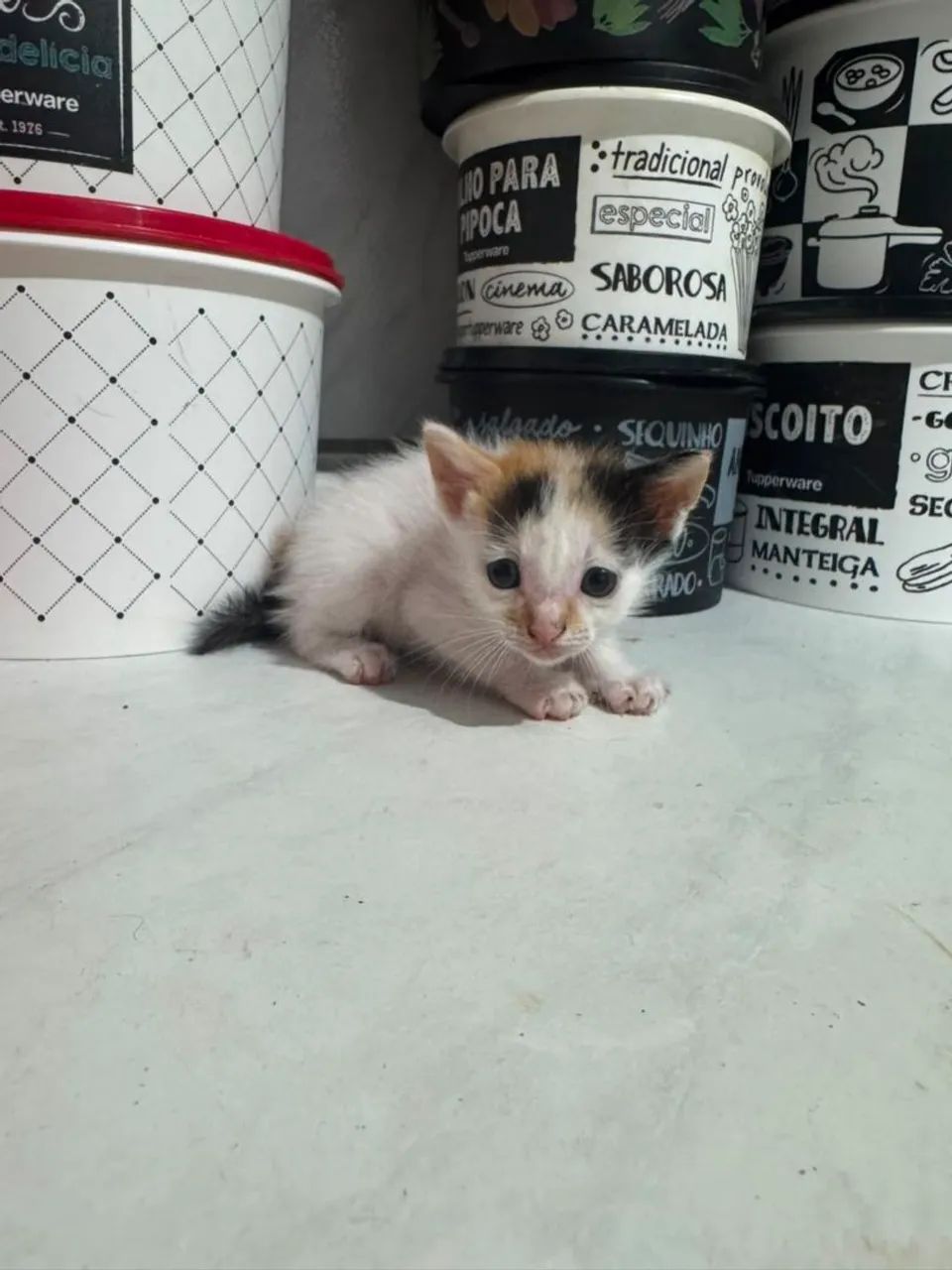 GATINHOS PARA ADOÇÃO  - Foto 4