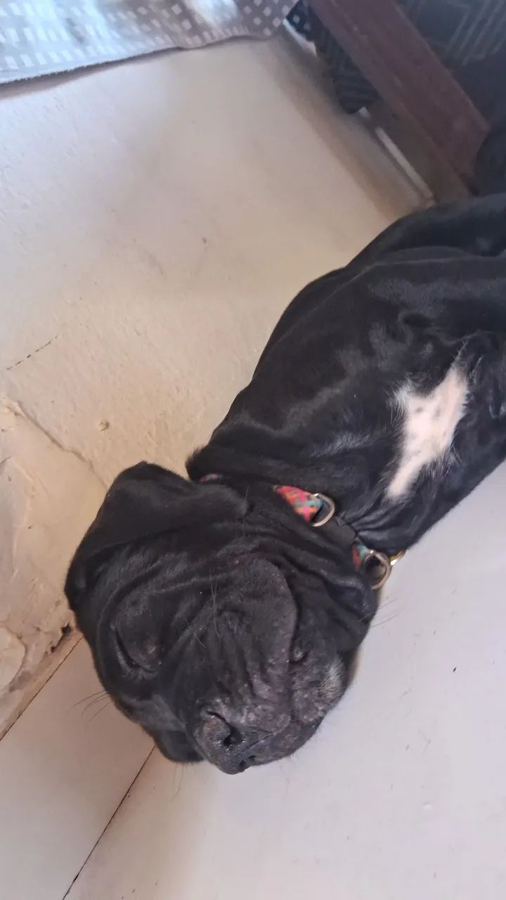 Cane corso italiano  - Foto 3