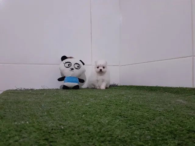 -Spitz Alemão Anão-