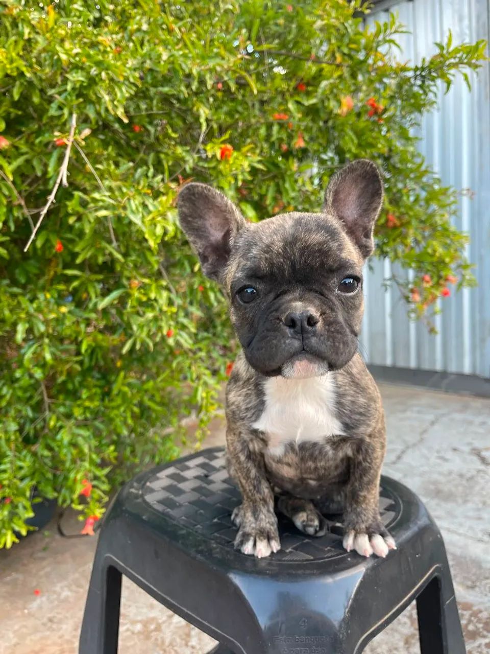 Buldogue frances