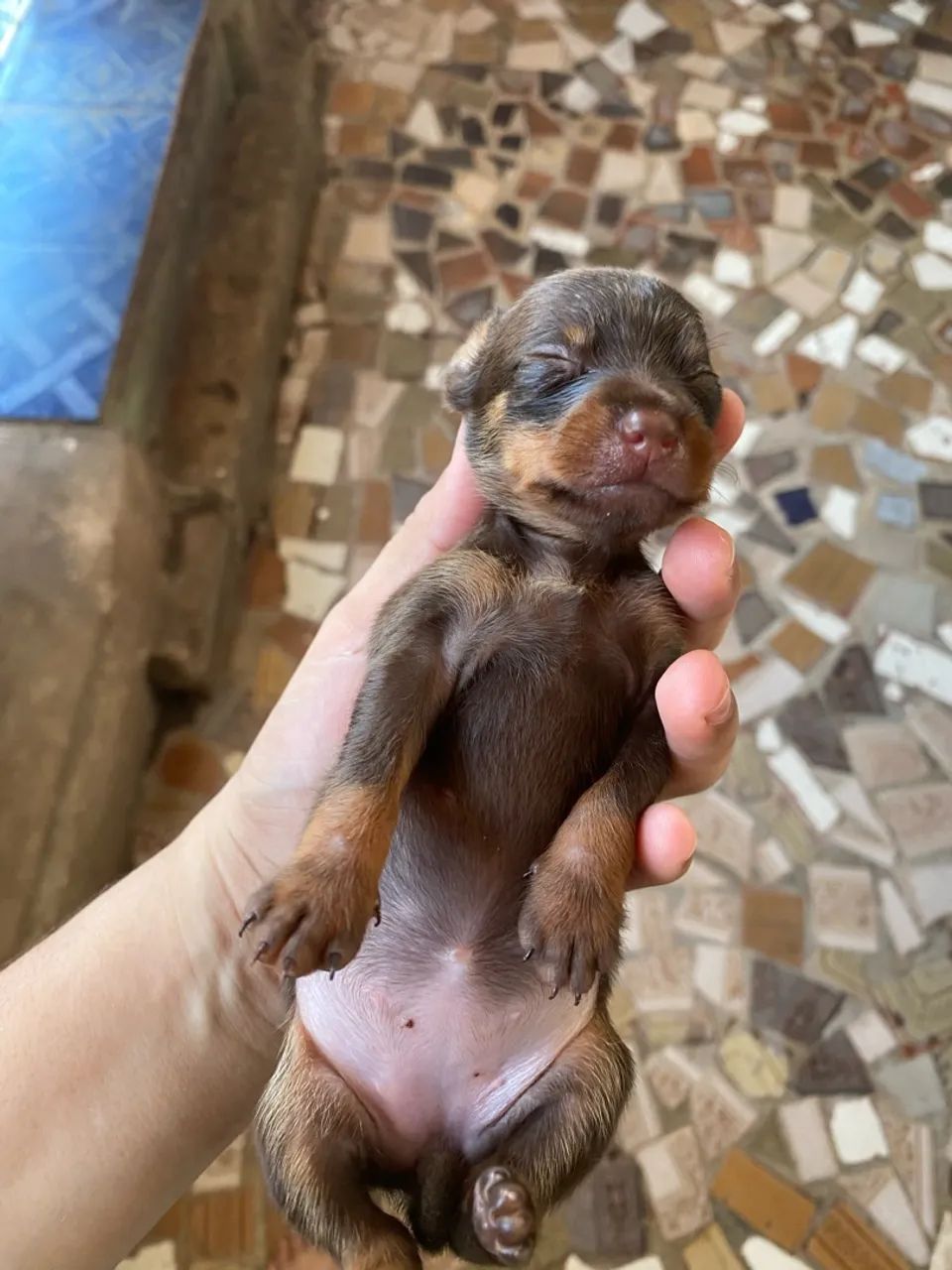 Cachorro Pinscher número 2 - Foto 3
